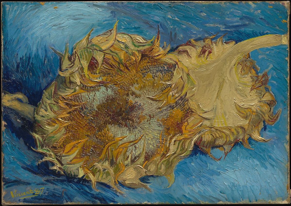 Two cut sunflower heads against a blue background