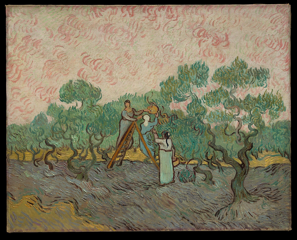 Women harvesting olives among twisting trees