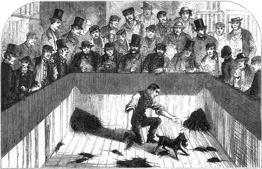 Victorian illustration of spectators gathered around a rat-baiting pit at the Graham Arms